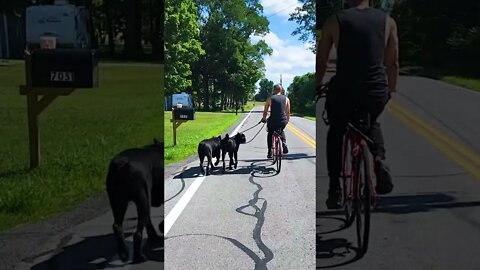 How I Walk 260lbs of Dog! #shorts #pets #viral #puppy