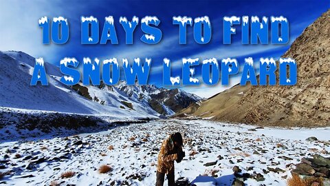 SNOW LEOPARD HIMALAYA TRIP TEASER l 10 DAYS TO FIND A SNOW LEOPARD