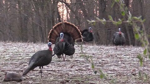 Bowhunting Turkeys - 3 Toms Coming in Hot!