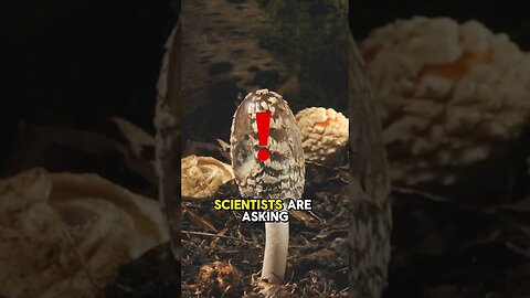 The Radiation-Eating Mushroom that will Save Chernobyl