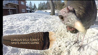 Curious wild turkey spots hidden GoPro
