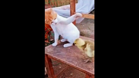 Duck vs Cat 2022 Fantastic funny video #rumbleshorts videos