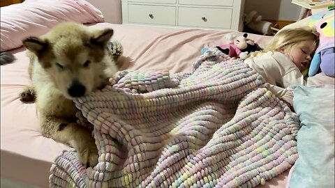 Dog Keeps Trying To Steal Little Sleeping Girl's Blanket!