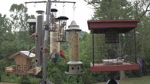 Bluebird juvies finally figure out how to get in the feeder
