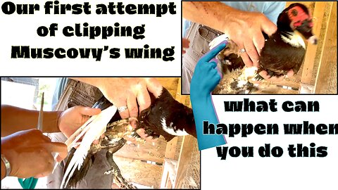 First time clipping our Muscovy ducks wings| What to watch out for