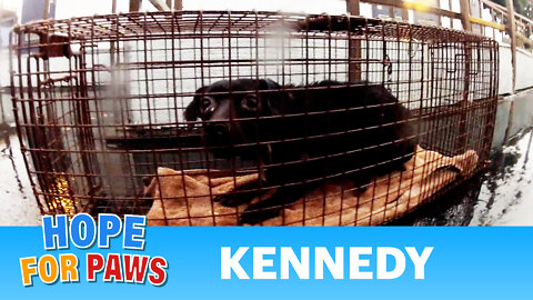 Dog Rescue in Watts, California: Kennedy.