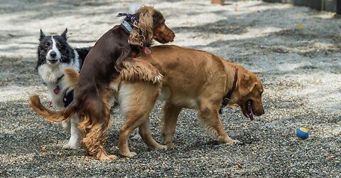 NEW PUPPY OWNERS DON'T KNOW WHERE TO START TRAINING