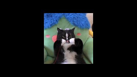 Funny cat videos|funny pet videos|funny animal videos|🤣❤️❤️