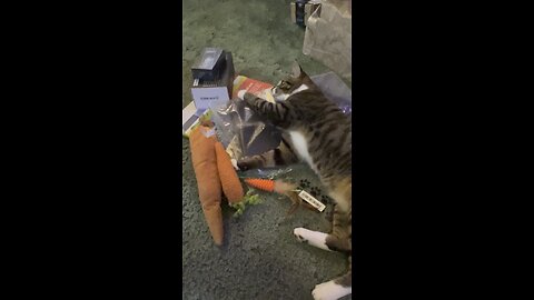 Cat named Carrot and his carrot toys