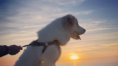 History Of The Great Pyrenees (Pyrenees Mountain Dog)