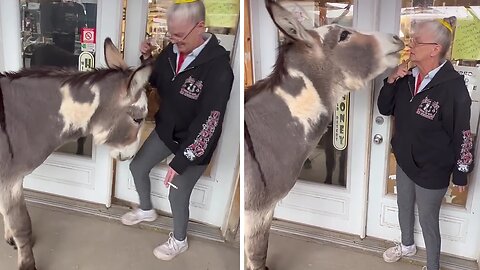 Grandma And Her Groovy Donkey Are The Perfect Dancing Duo