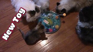 My Cats Try The Toklyuie Treasure Chest Cat Toy! 😻