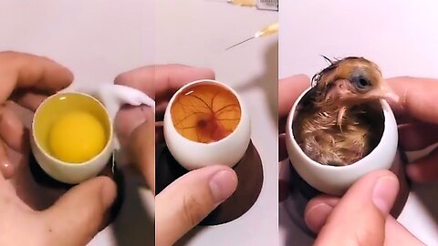 How A Chick Born From A Egg 🐣 - Interesting Video - 😱