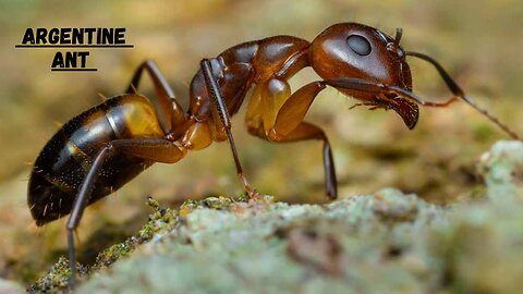 Argentine Ant II Does Argentine Ants Bite