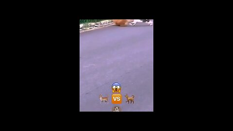 CAT.v\S.Dog WOR. #reel. #tranding #viral #catfight #Mafia #istkhar @stkhar7 #short #video