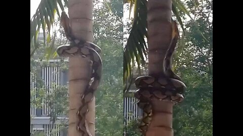 Live Footage of Python Climbing Tree,Childrens don't watch😱