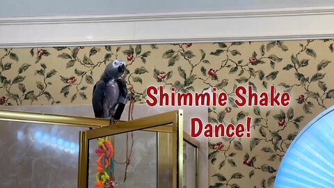 Enthusiastic parrot dances the shimmy