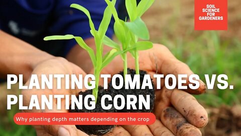How Deep Should You Transplant Your Plants. Planting Depth For Tomatoes & Corn | Crop Series Ep 03