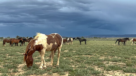 Storm Clouds and Wild Horses of McCullough Peaks in Wyoming by Karen King
