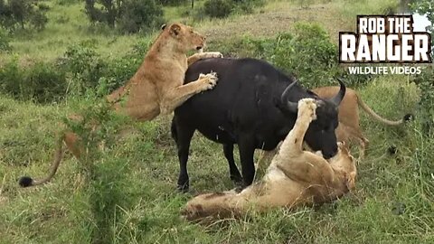 Lion Vs Buffalo Encounter! | South African Wildlife In Action