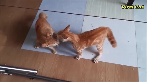 [] Cats fight enjoy must watch[]😂😂😉