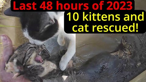The last 48hours of 2023 sees a kitten and cat dumping spree!