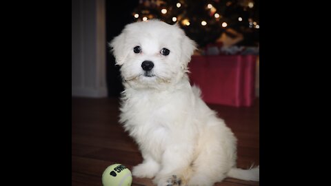 Coco the Maltese Puppy