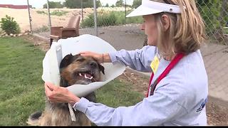 West Valley Humane Society looks ahead with new Board of Directors