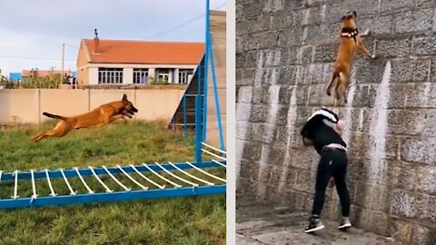 Highly Trained Dogs Doing Some Incredible Parkour