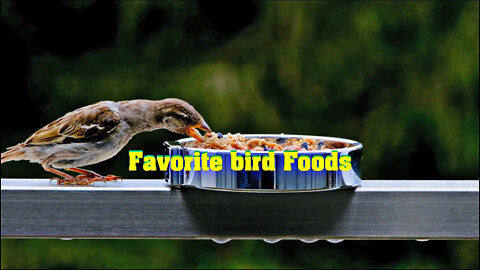 Favorite bird Foods