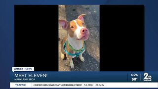 Eleven the dog is up for adoption at the Maryland SPCA