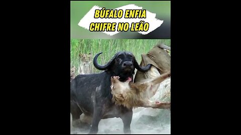 Búfalo Enfia Os Chifres No Leão #shorts