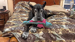 Sleepy Great Dane Cuddles With Her Toy In Bed