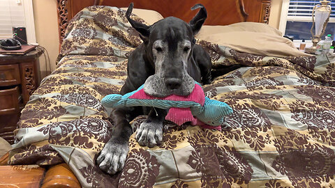 Sleepy Great Dane Cuddles With Her Toy In Bed