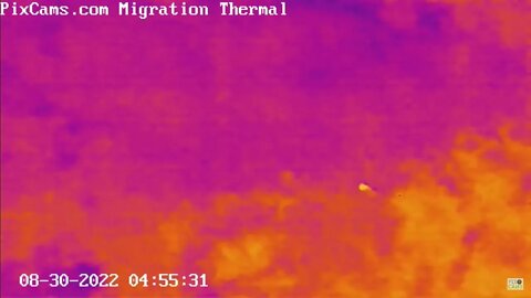 Nocturnal Migration on Thermal Camera - 8/30/2022 @ 4:55 - Slow-Motion View