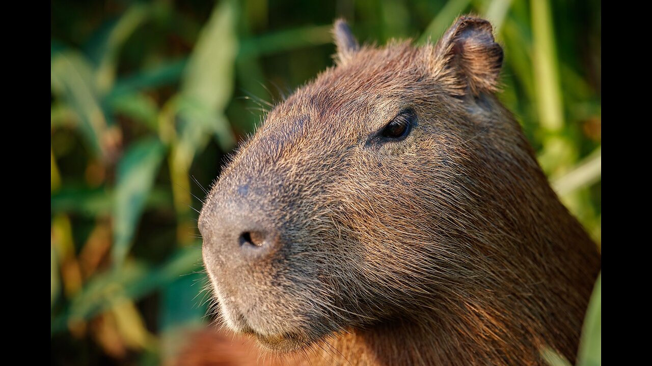 CAPYBARA ATTACK! HILARIOUS