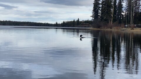 Peaceful morning with loon on Nimpo Lake, BC