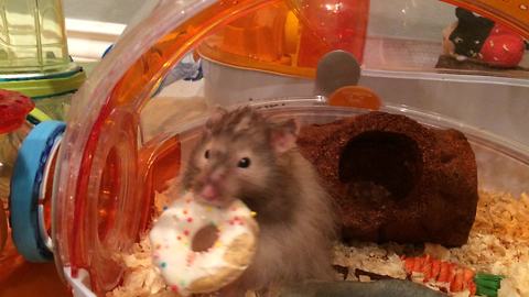 Hamster can't fit birthday cookie through tunnel