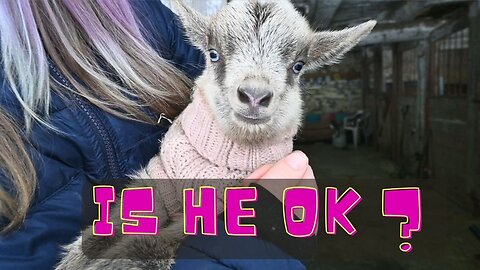 Newborn Baby Goat Update!
