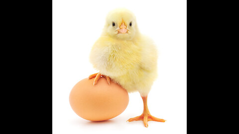 || MYSTERY REVEALED || THE CHICKEN OR THE EGG? || WHICH CAME FIRST? ||