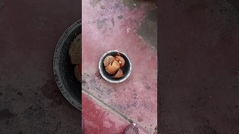 Coconut shells burned for Hindu pooja