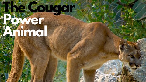 The Cougar Power Aniimal