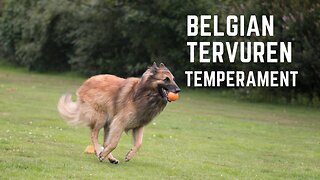 Belgian Tervuren Temperament