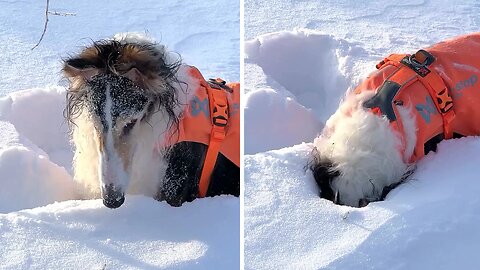 Playful Dog Shoves His Head Deep Into The Snow