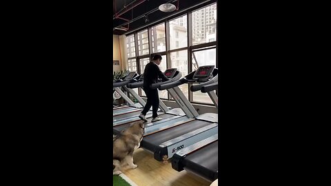 Funny Dog Traing video😂❤#dog videos#dog Training video