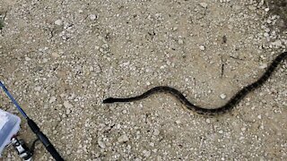 Big snake on the path