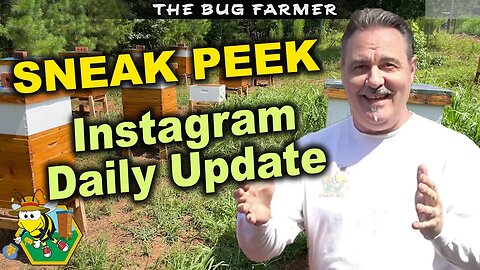 Bee Castle Yard Update #beekeeping