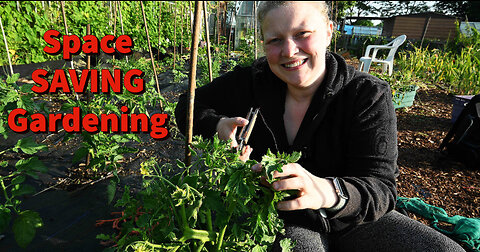 Growing Tomatoes VERTICALLY: Allotment Garden