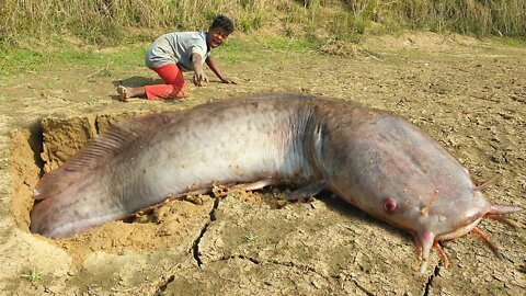 Amazing Hand Fishing Video Underground Big Monster Fish Come Out In River Dry Place #monster_fishing