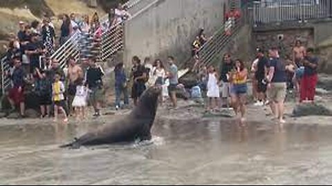 Moment Sea Lion charges at beachgoers in San Diego